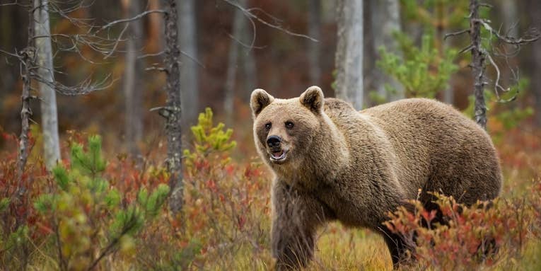 Teenage Hunter Punches Brown Bear, Saves Dad from Life-Threatening Attack