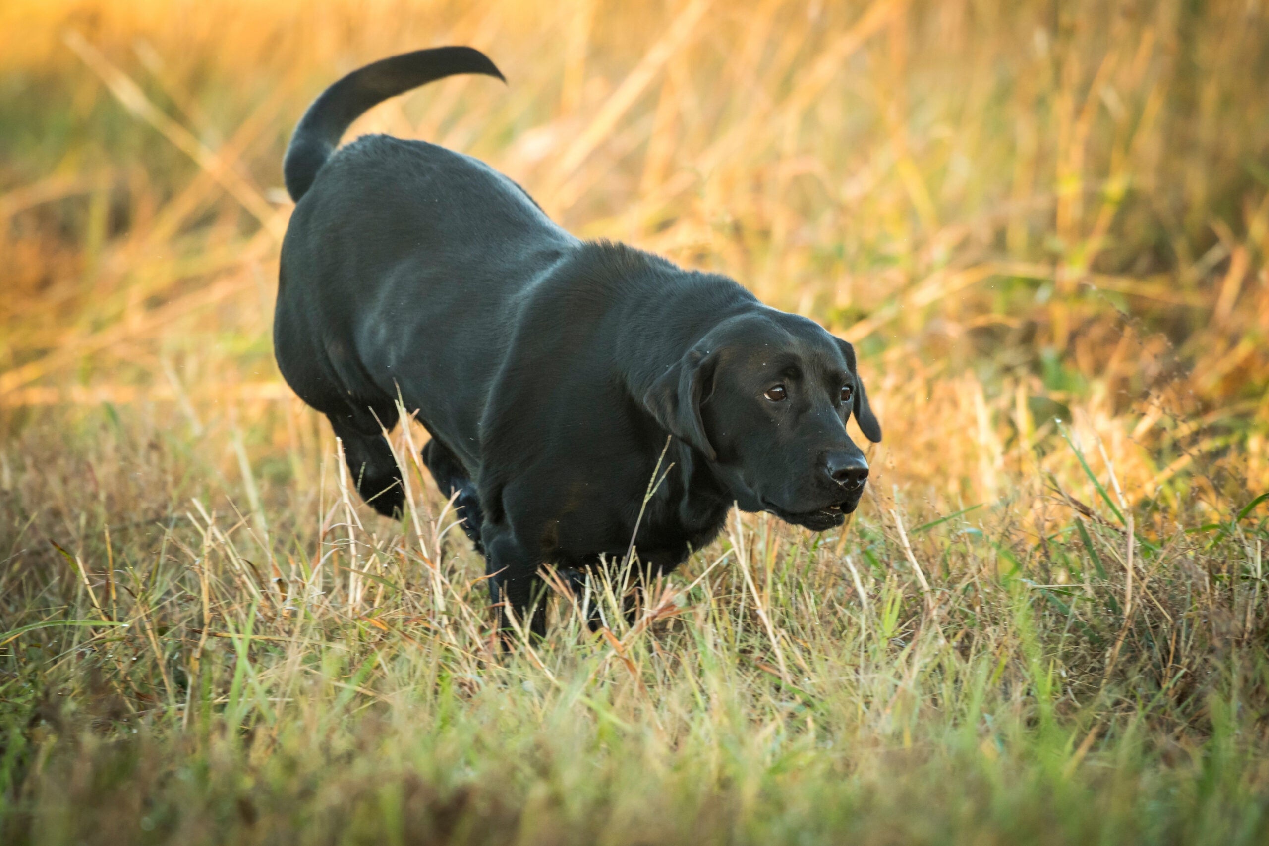 photo of a Labrador retriever hunting the uplands