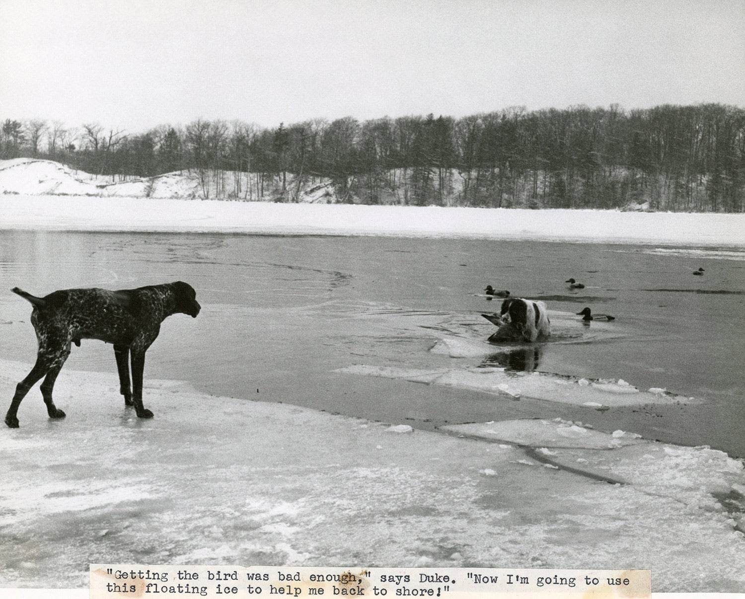 waterfowl dogs hunting on an icy lake