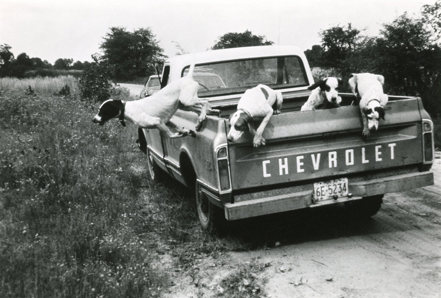 dogs jumping from the tailgate of a truck