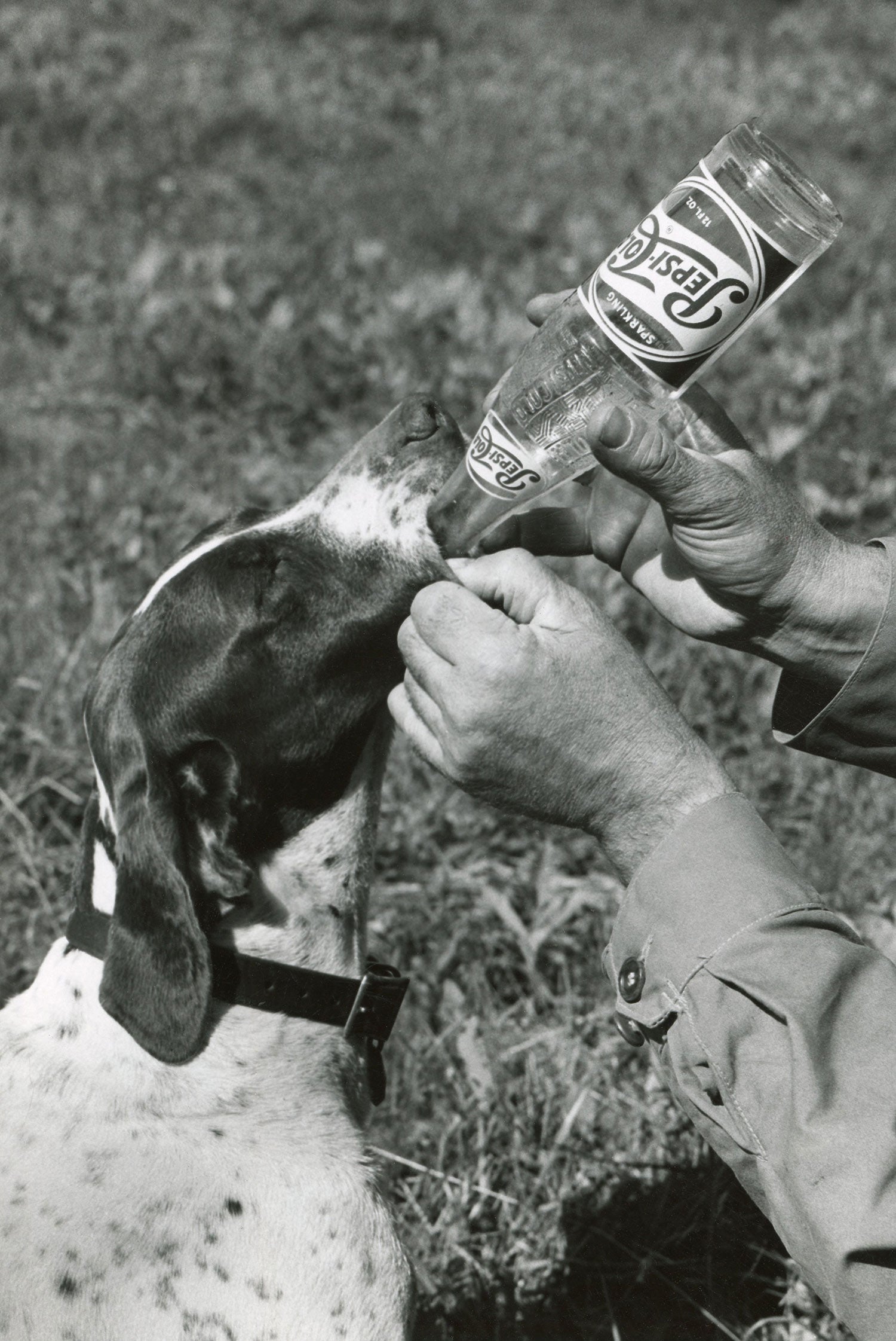 Dog drinking out of a soda bottle