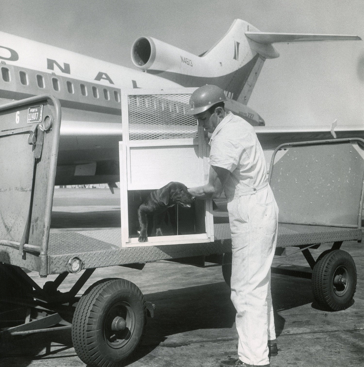 A dog is loaded onto an airplane