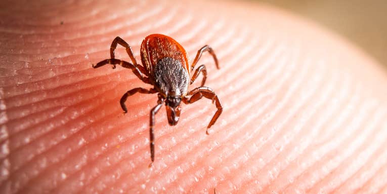 Tick Bite Symptoms: What to Watch For