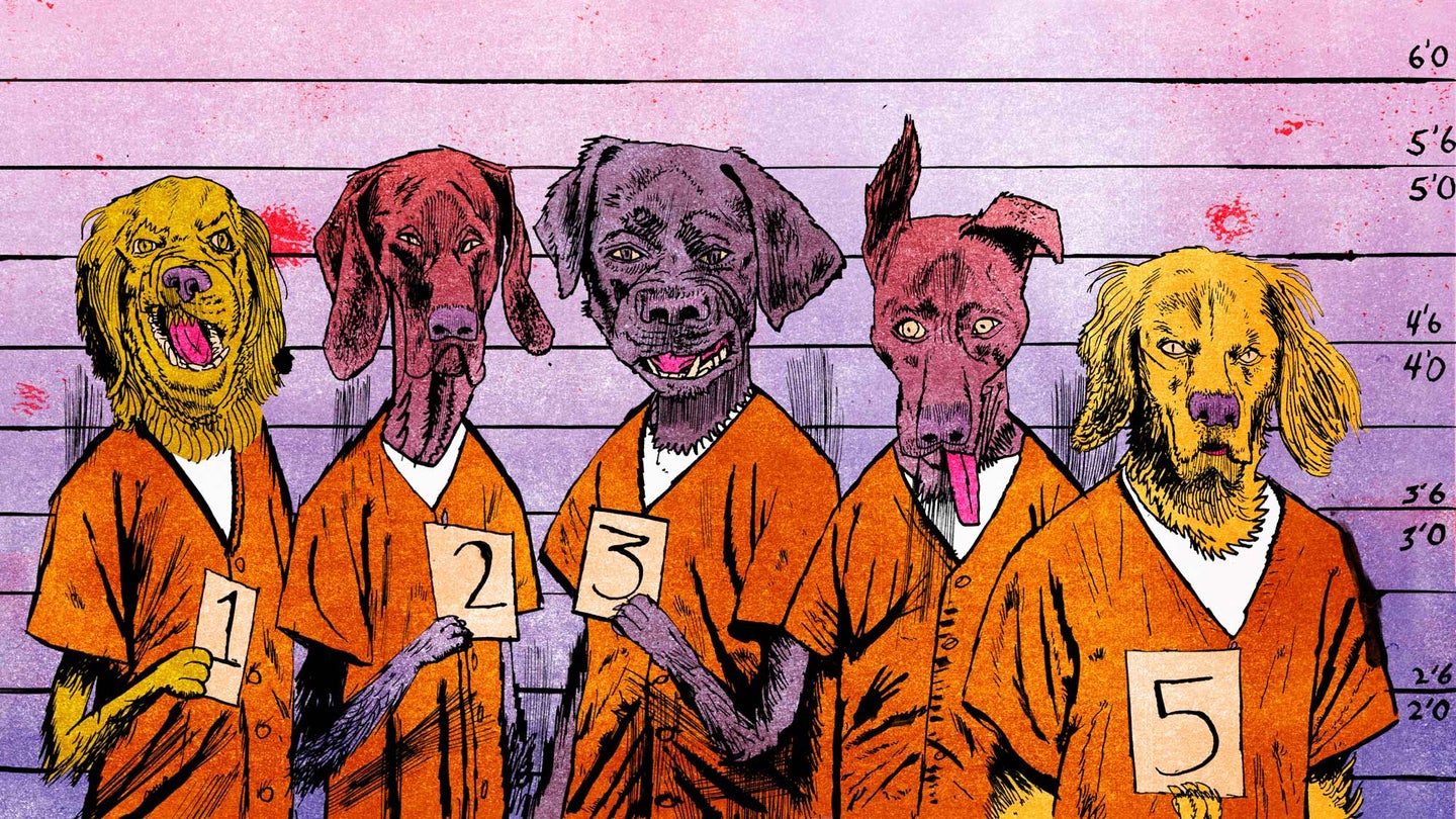 illustration of dogs in police lineup