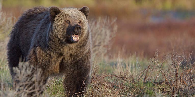 Hunter Shot, Grizzly Bear Killed During “Self-Defense Encounter” in Montana