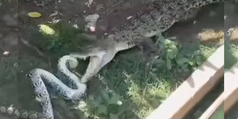 Watch a Crocodile Savagely Thrash and Kill a Massive Python