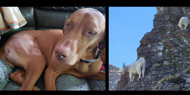 Multiple Mountain Goats Kill Off-Leash Dogs on Popular Utah Hiking Trail
