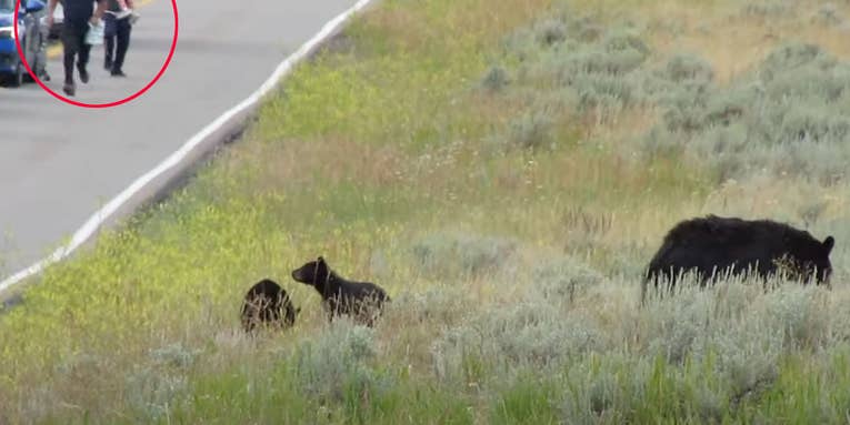 Watch a Group of Tourists Sprint Toward a Bear with Cubs in Yellowstone