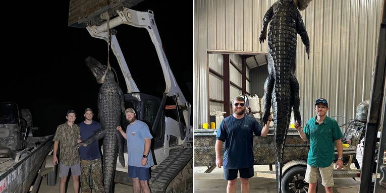 Rookie Gator Hunters Snag a Quarter Ton Giant in Alabama