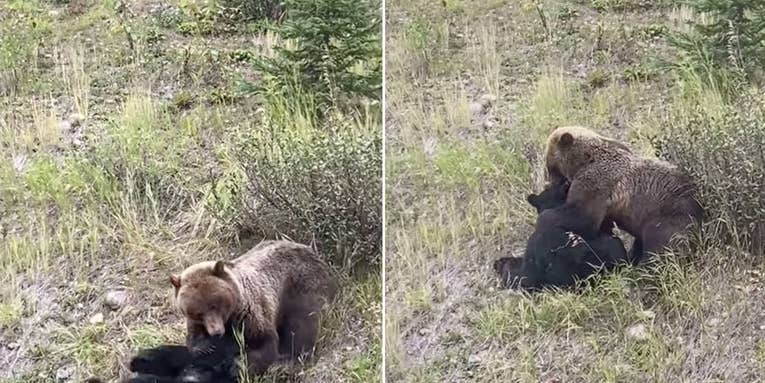 Watch a Grizzly Bear Maul a Black Bear in Canada