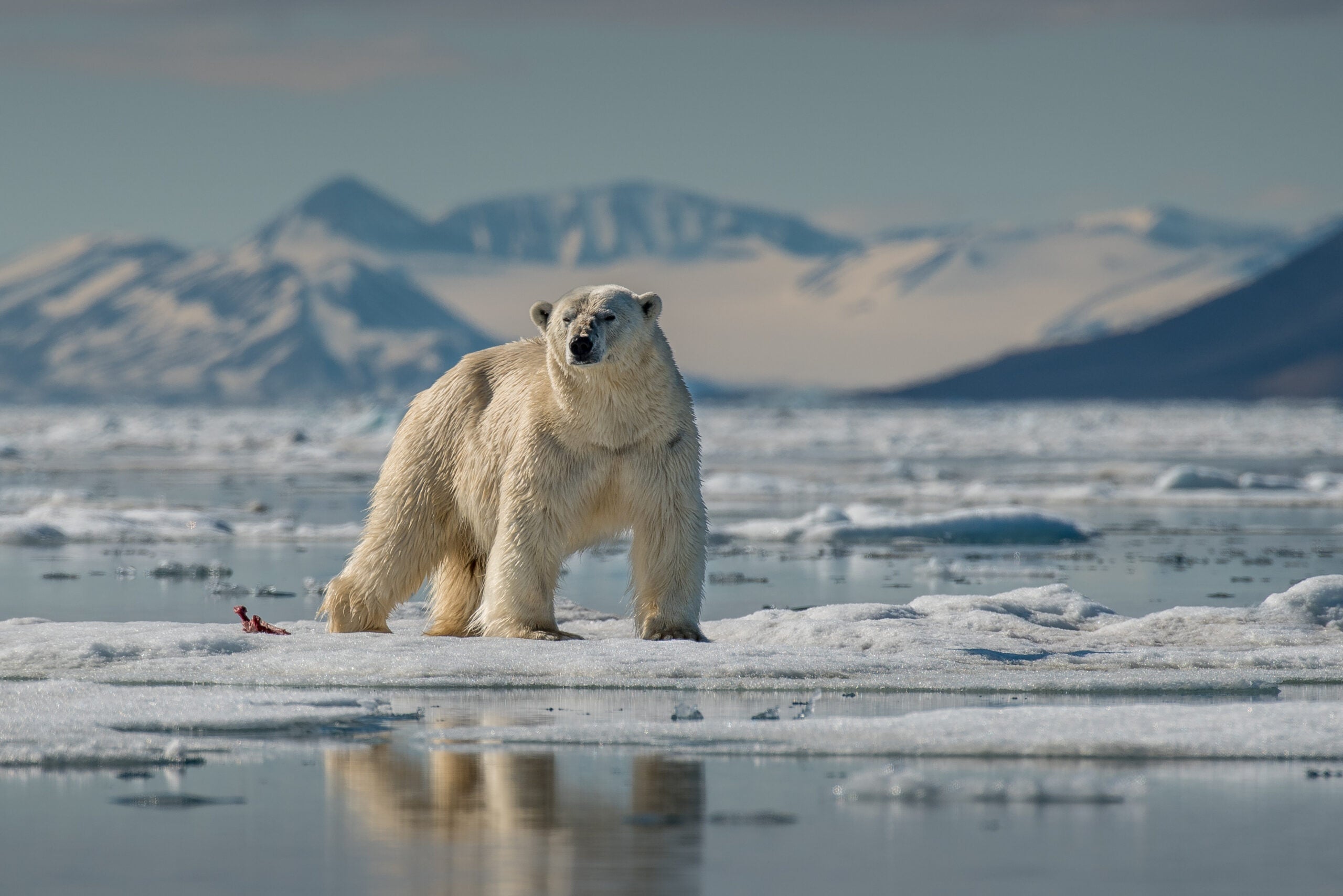 a polar bear hunting on the ice