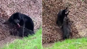 Watch a Black Bear Attack a Wild Hog in the Smoky Mountains