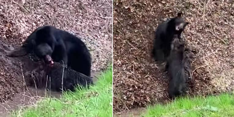 Watch a Black Bear Attack a Wild Hog in the Smoky Mountains
