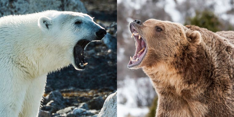 Polar Bear vs Grizzly Bear