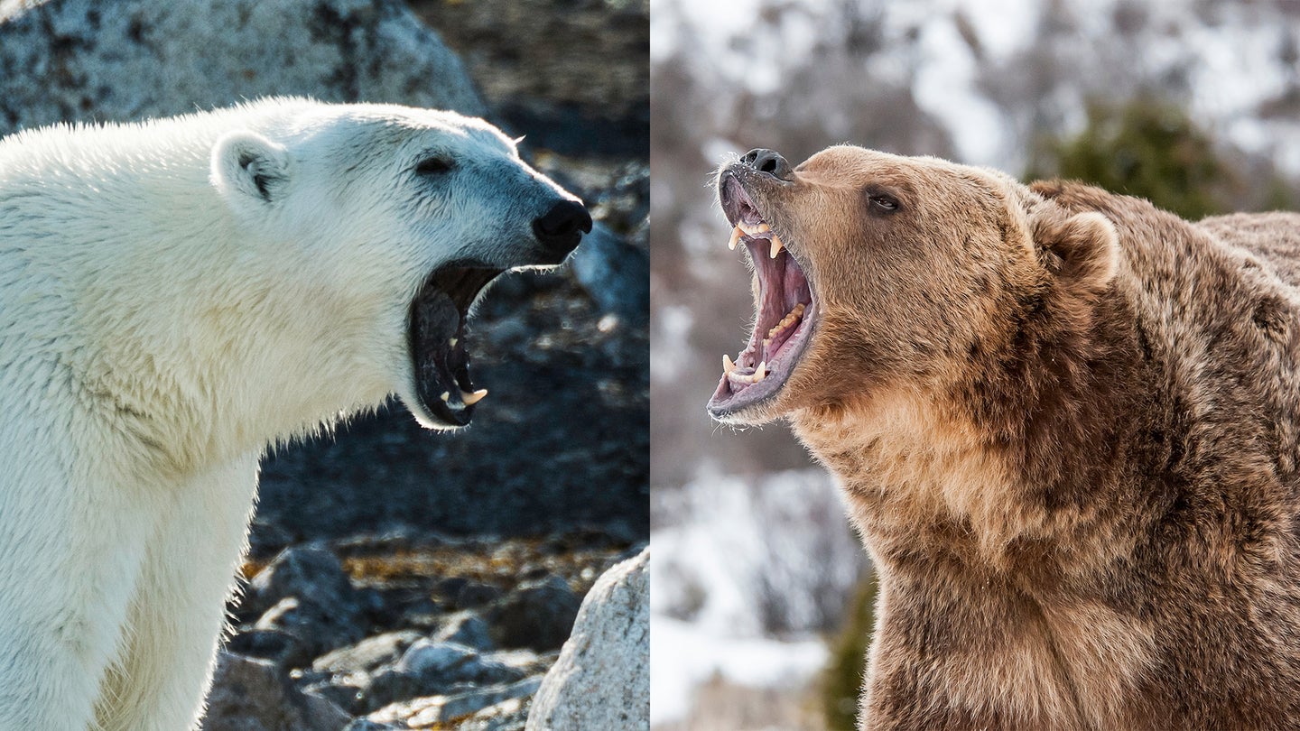 photo of a polar bear roaring on left and grizzly bear roaring on right