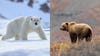 photo of polar bear on ice at left and grizzly bear on mountain slope on right