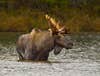 photo of an Eastern moose