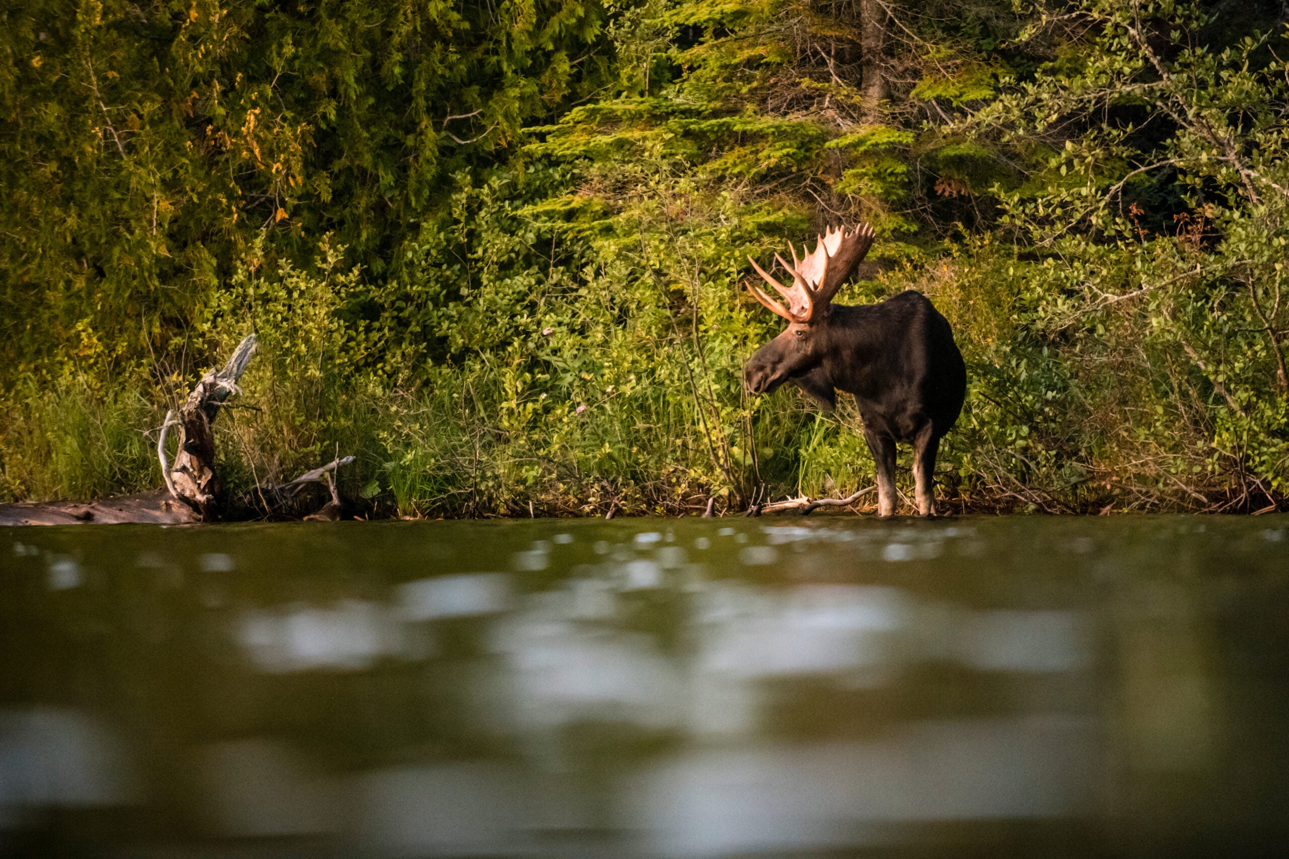 photo of a Northwestern moose