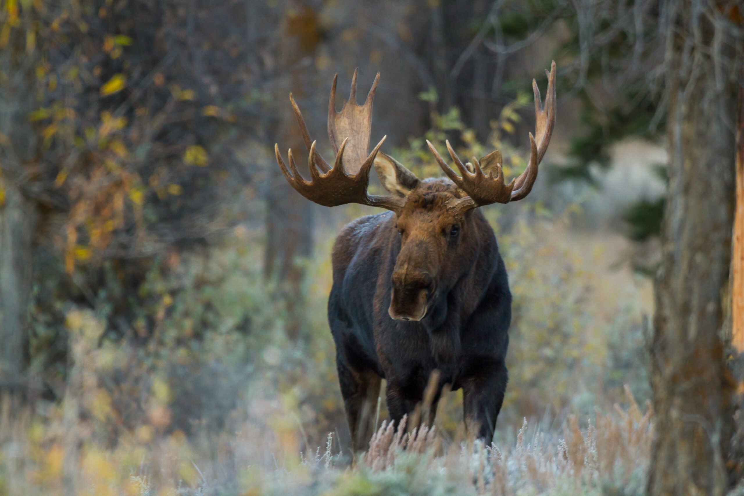 photo of a Shiras moose in Wyoming