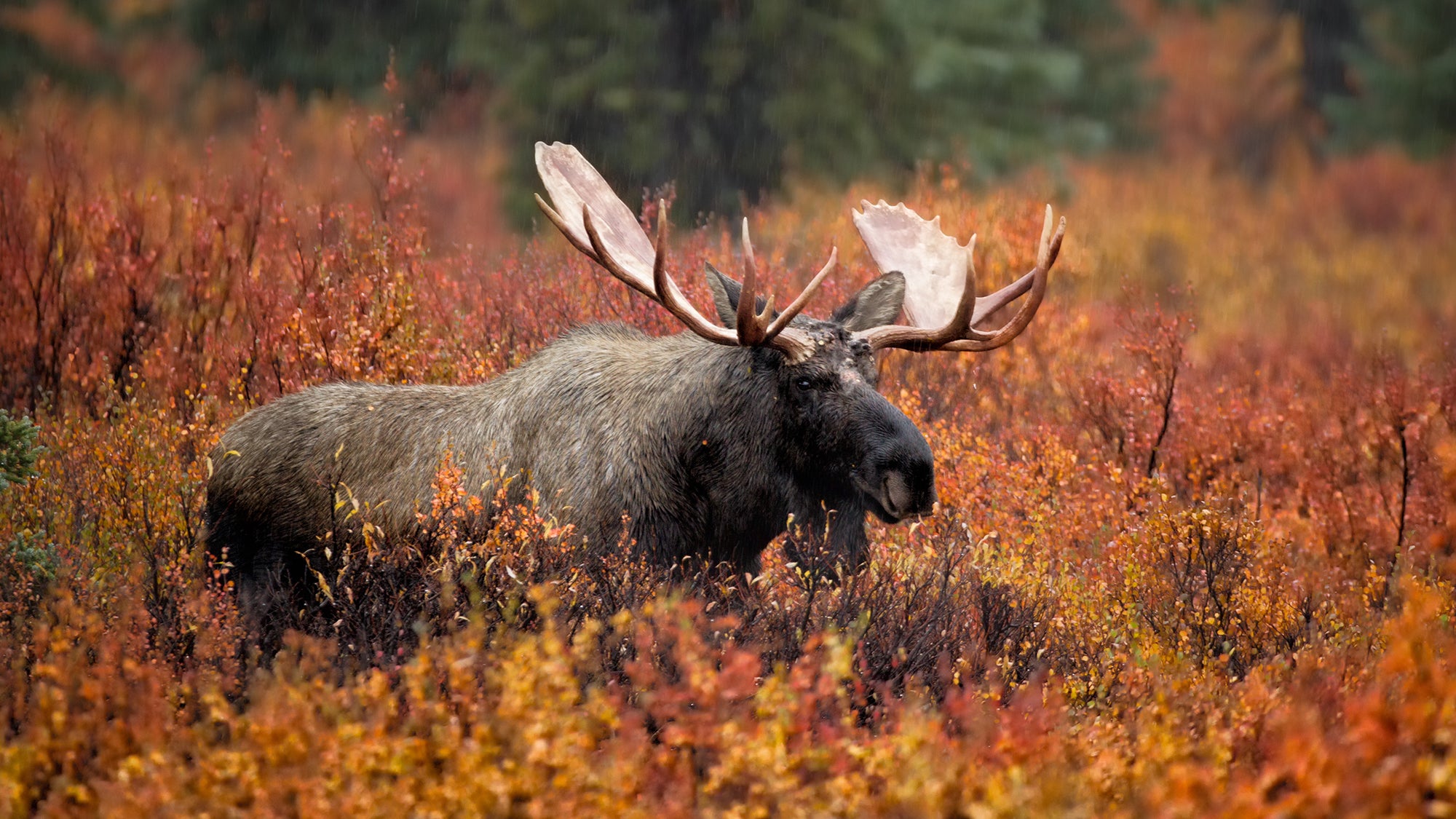 Photo of an Alaska bull moose showing how big moose are