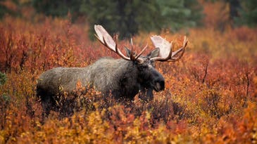 How Big Are Moose? A Guide to the World’s Largest Deer