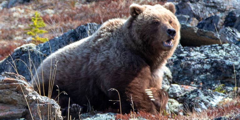 Elk Hunters Shoot and Kill Charging Grizzly Bear in Self Defense
