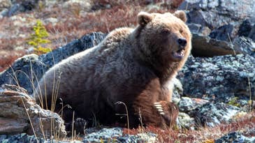 Elk Hunters Shoot and Kill Charging Grizzly Bear in Self Defense