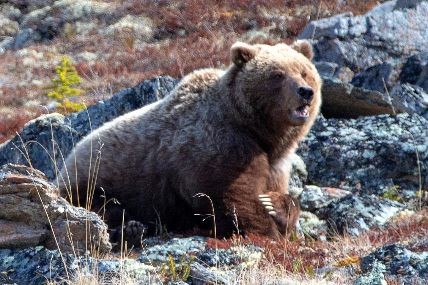According to recent data collected by the U.S. Fish and Wildlife Service, there are approximately 740 grizzly bears in the Greater Yellowstone Ecosystem. 