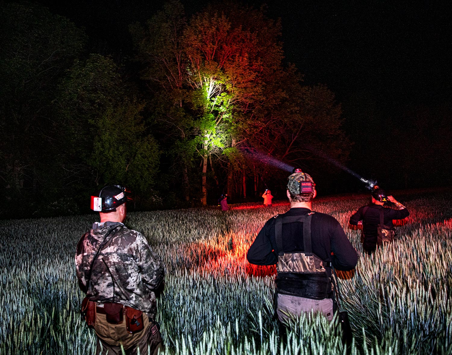 raccoon hunters walk through tall field with headlamps shining on trees
