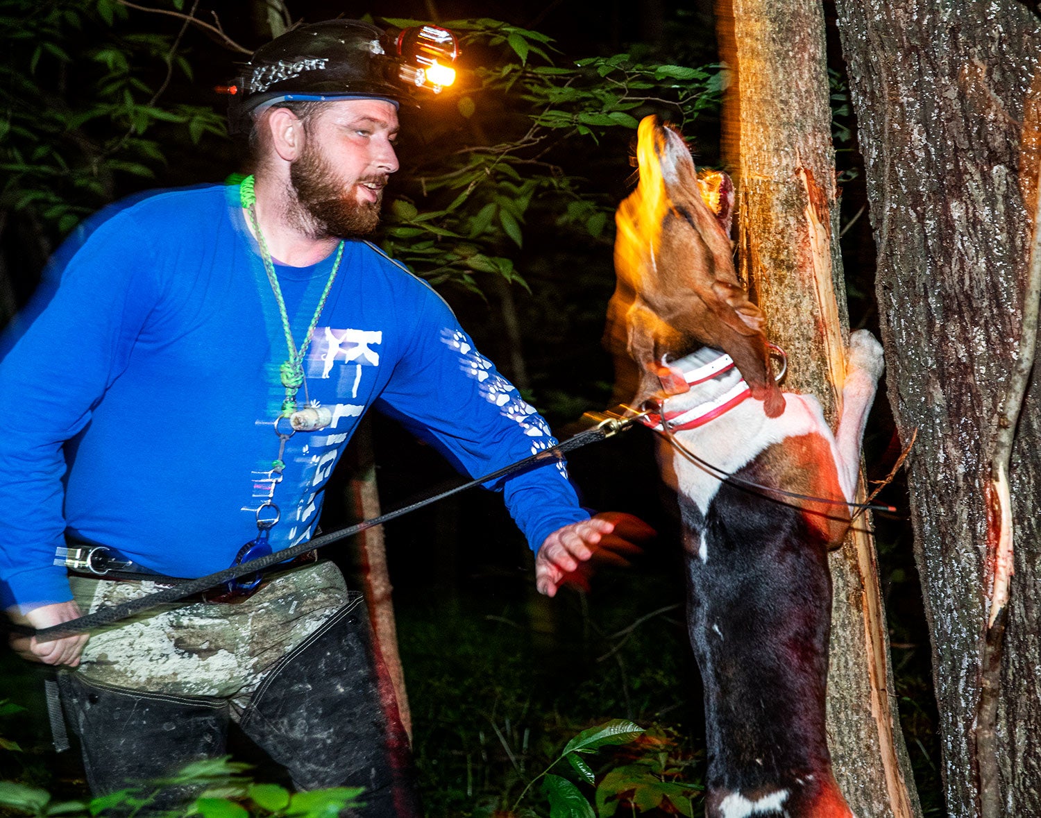 coonhound bays up tree as handler moves up behind her