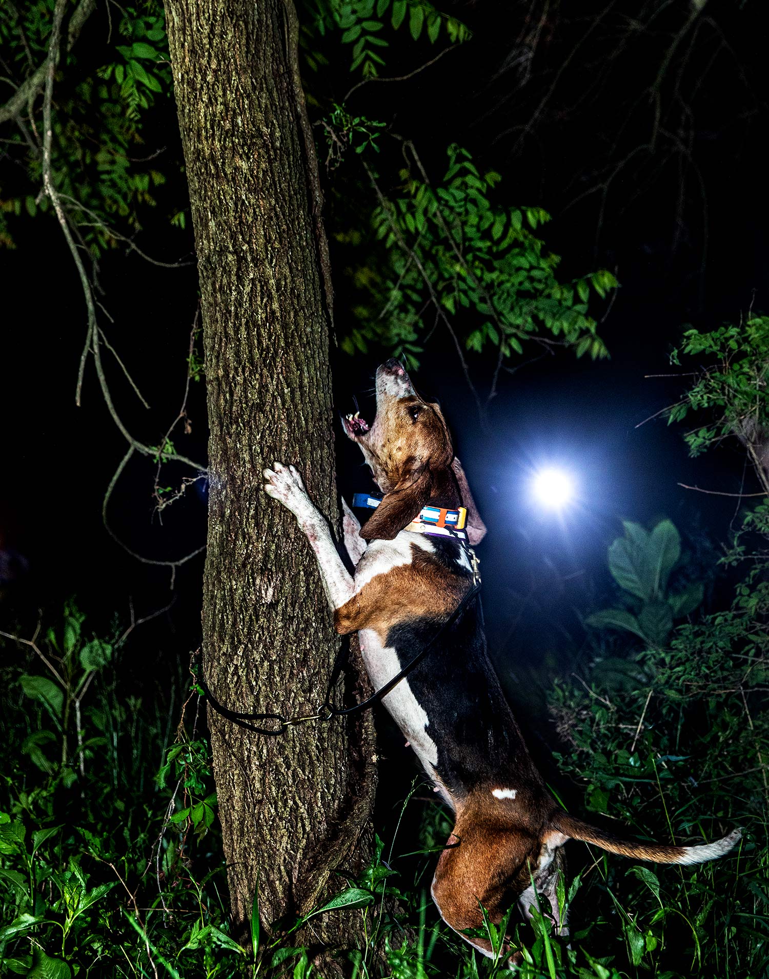 coonhound bays up tree at night