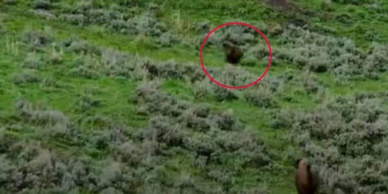 Watch a Bison Chase Down and Charge a Grizzly Bear in Yellowstone National Park