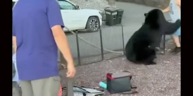 Watch: Pennsylvania Partier Gets Clawed While Guiding a Massive Black Bear Out of a Front Yard