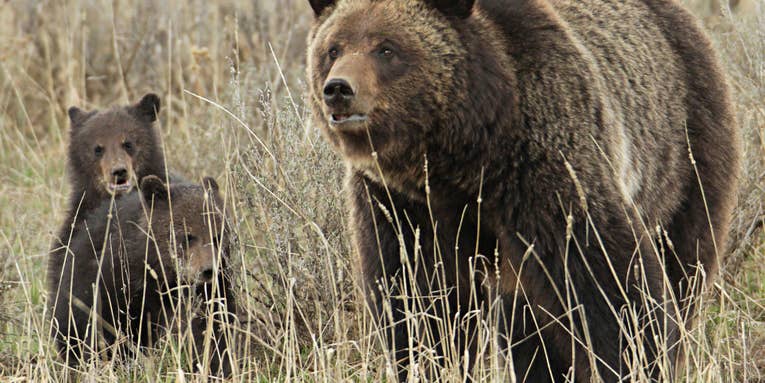 Grizzly Bear That Killed Hiker Earlier This Year Euthanized After Breaking into West Yellowstone Home