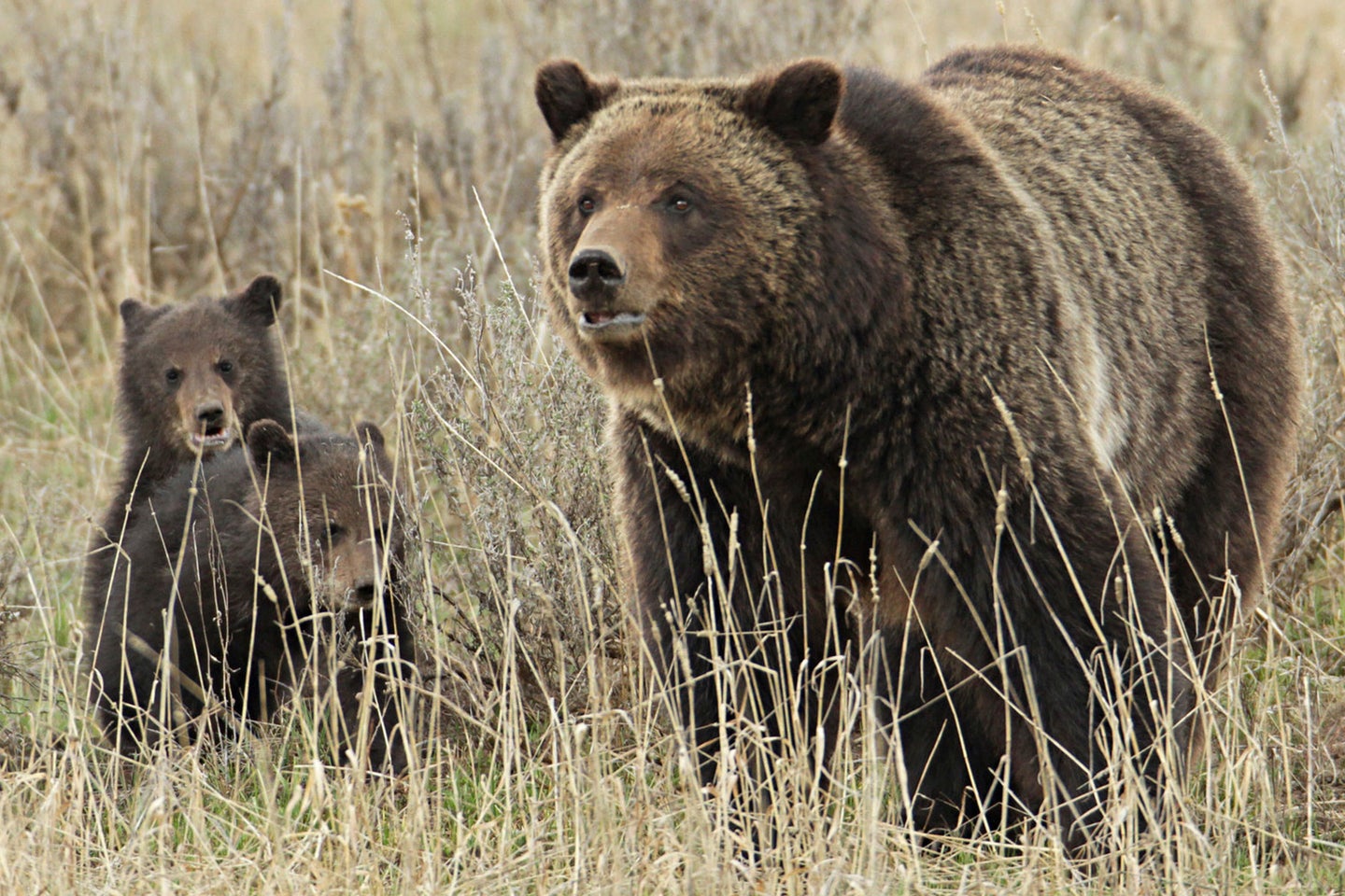 Agents shot and killed the sow grizzly after capturing it's 47-pound male cub. 