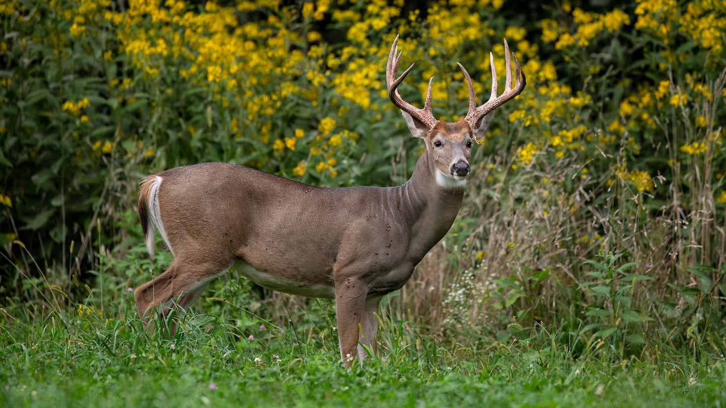 large whitetail buck stands at field edge near woods