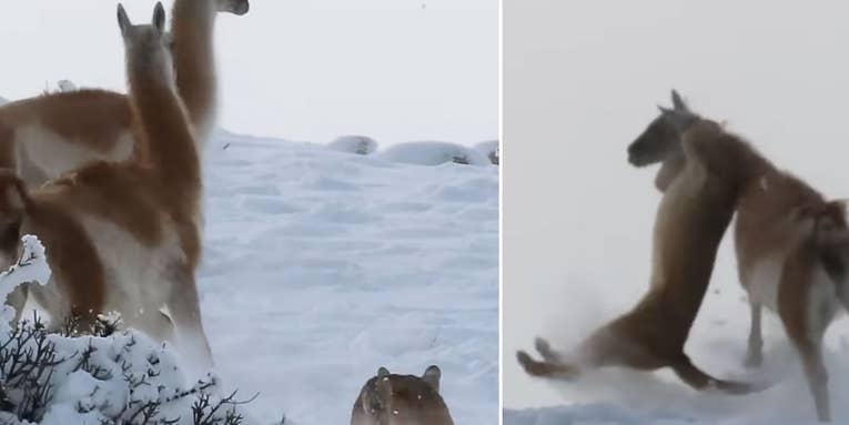 Watch a Mountain Lion’s Savage Take-Down of an Adult Guanaco
