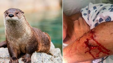 “I Thought I was a Goner!” River Otters Attack Yet Another Swimmer in California
