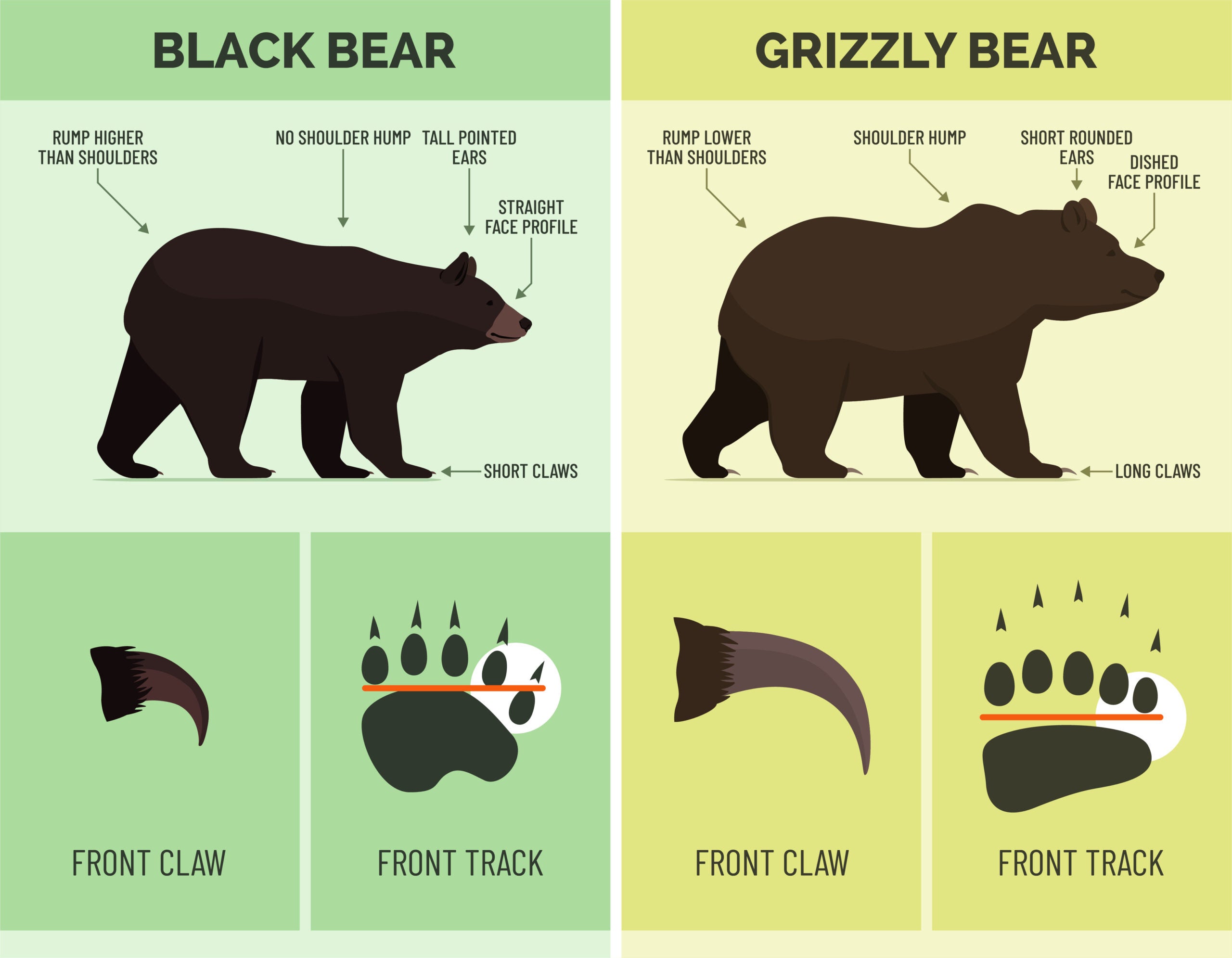 chart showing brown bear vs black bear identifying physical characteristics