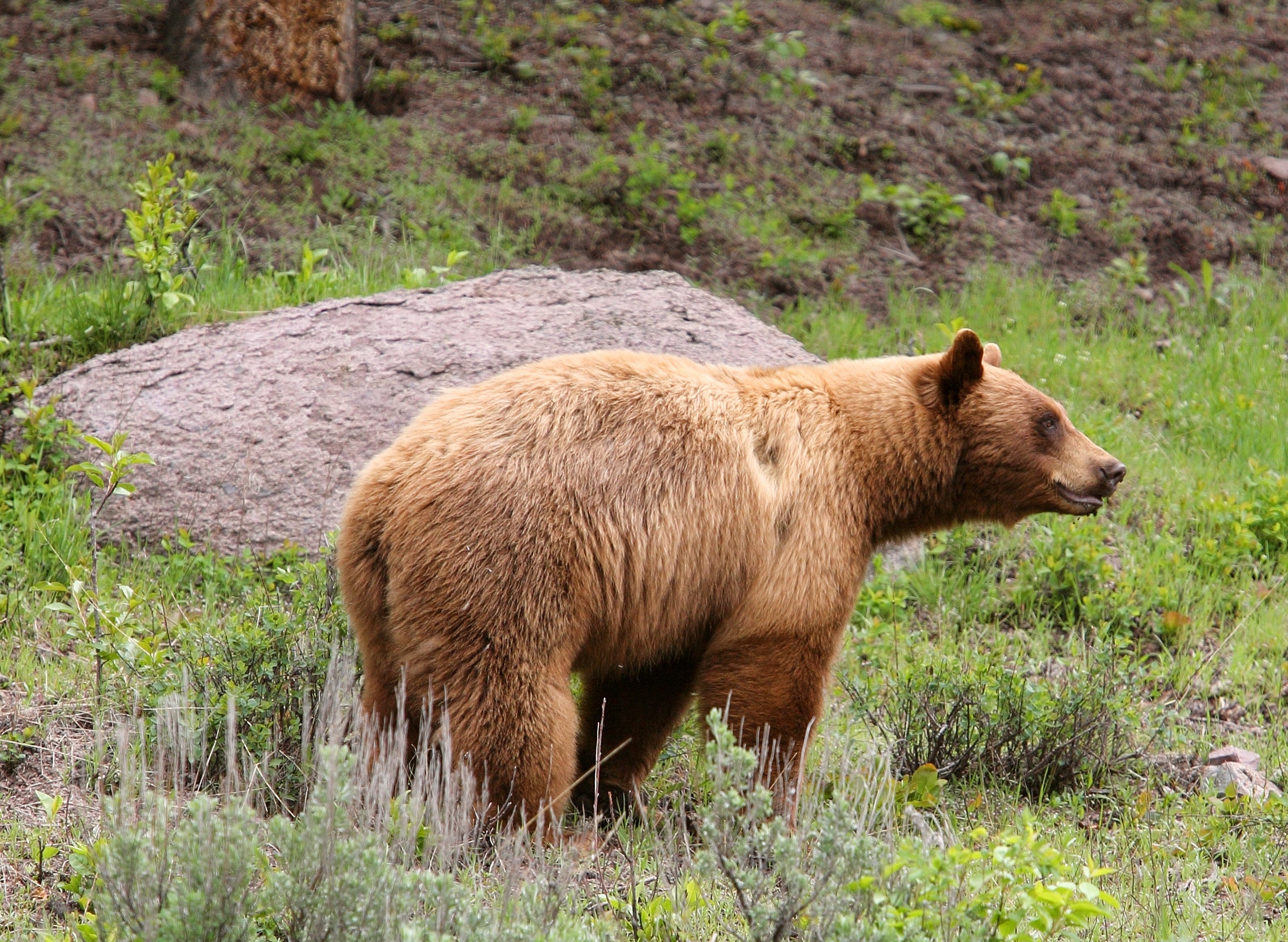 photo of a blonde-colored black bear