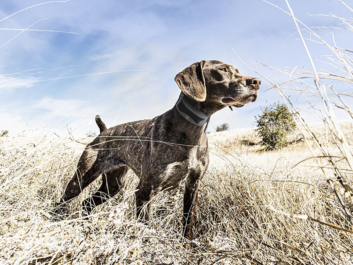 The SportDOG® FieldSentinel™ Series Puts Your Dog’s Health First