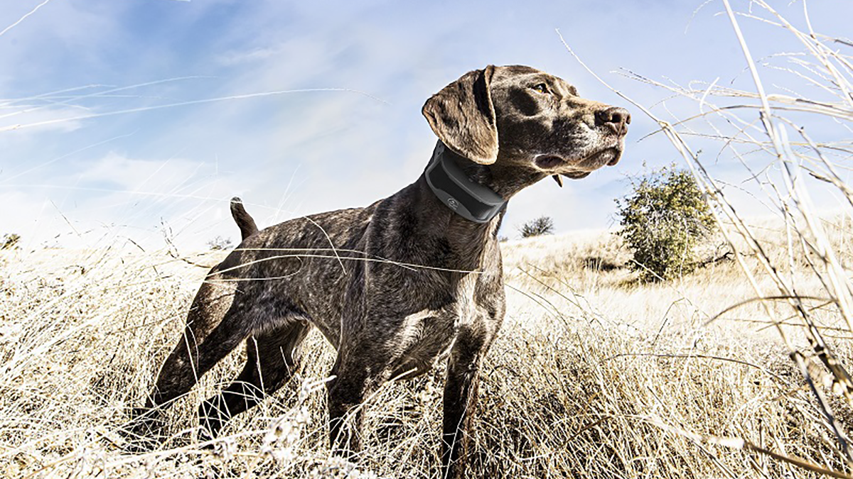 The SportDOG® FieldSentinel™ Series Puts Your Dog’s Health First