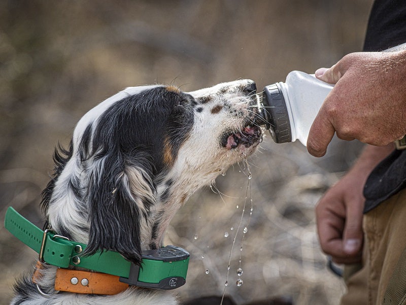 The SportDOG® FieldSentinel™ Series Puts Your Dog&#8217;s Health First
