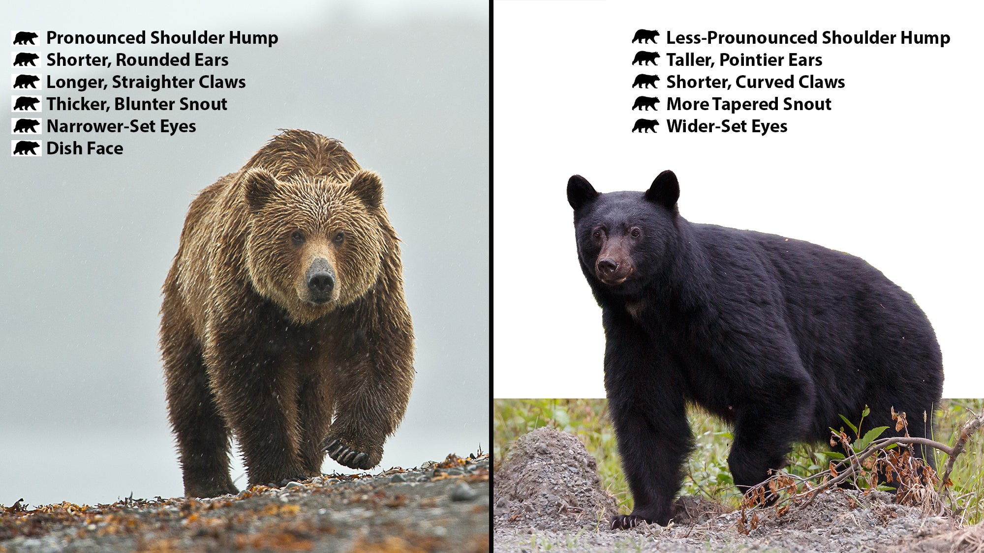 Black Bear vs Brown Bear | Field & Stream