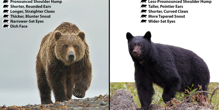 Black Bear vs Brown Bear
