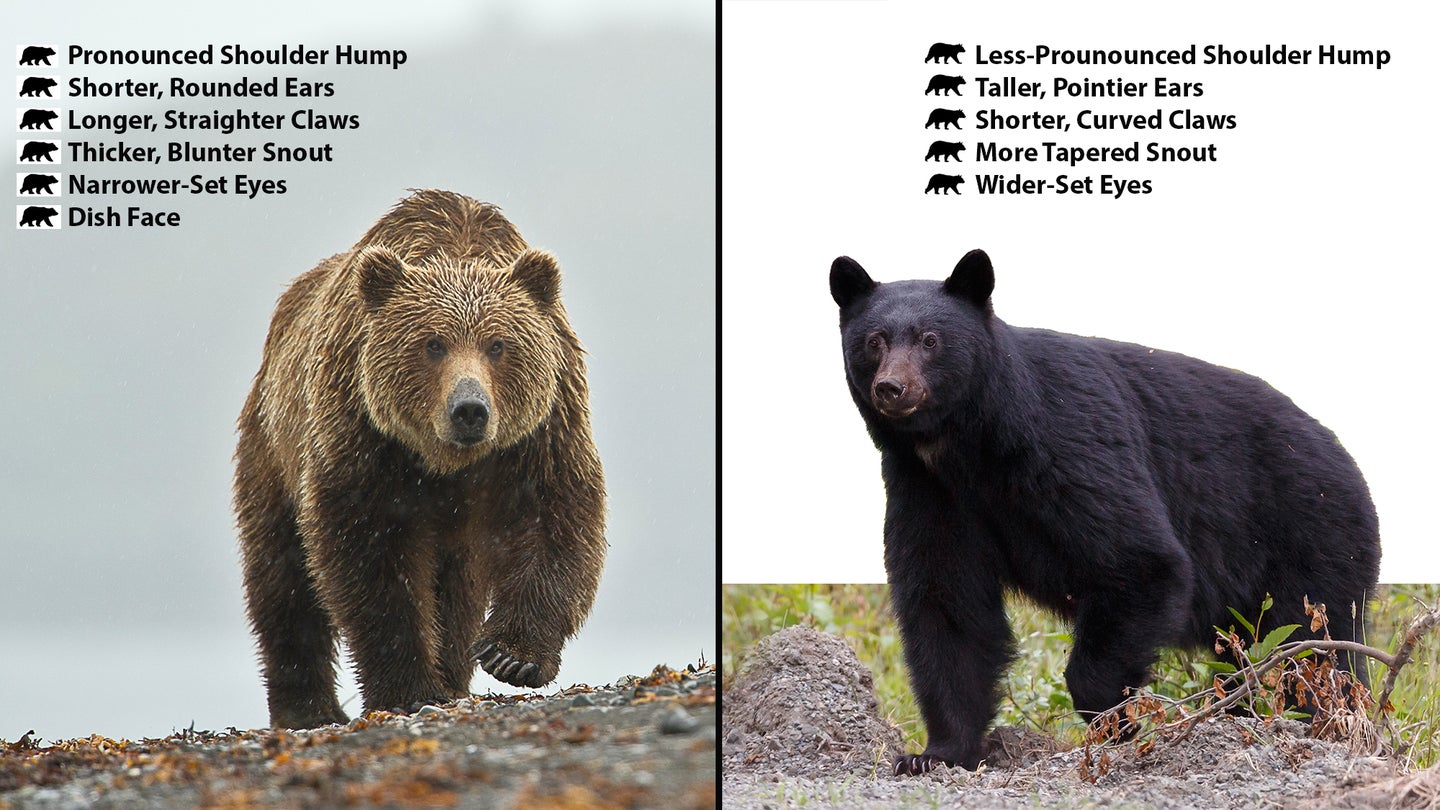 photo comparison of brown bear or left and black bear on right