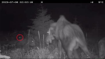 Watch: Bear and Wolf Team Up to Attack a Mother Moose and Her Calf