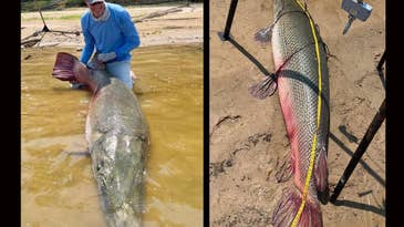 Angler’s Pending World-Record Alligator Gar Weighed Nearly 300 Pounds