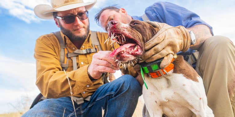 Porcupine Quills in Dogs: What to Do if Your Hunting Dog Gets Quilled