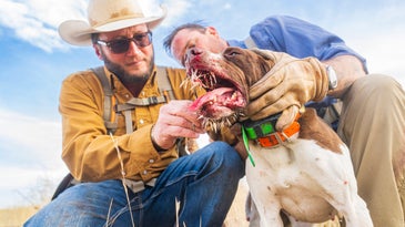 Porcupine Quills in Dogs: What to Do if Your Hunting Dog Gets Quilled